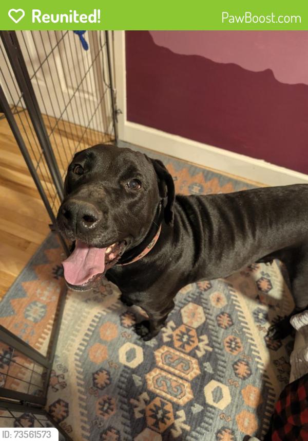 Reunited Female Dog last seen 5th and Pedernales, Austin, TX 78702