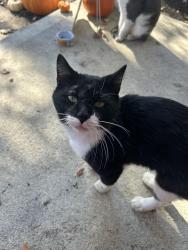 Reunited Male Cat last seen Newark, Newark, OH 43055