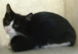 Shelter Stray Male Cat last seen , 2811 SE 29th St, Oklahoma City, OK 73129, USA
