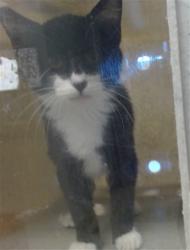 Shelter Stray Male Cat last seen , 2811 SE 29th St, Oklahoma City, OK 73129, USA