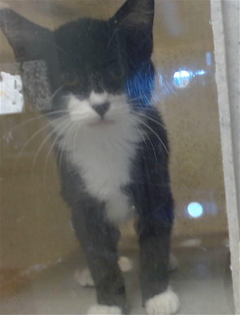 Shelter Stray Male Cat last seen , 2811 SE 29th St, Oklahoma City, OK 73129, USA