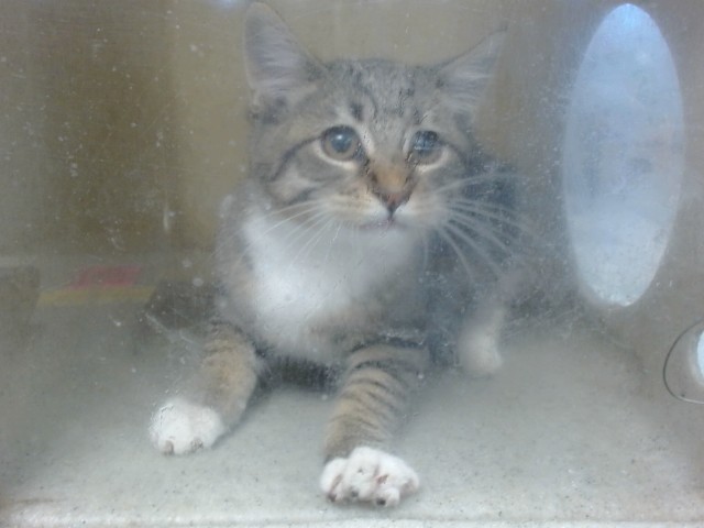 Shelter Stray Female Cat last seen , 2811 SE 29th St, Oklahoma City, OK 73129, USA