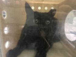 Shelter Stray Male Cat last seen , 1850 W 60th St, Los Angeles, CA 90047, USA