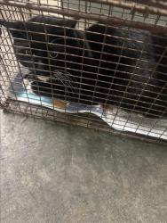 Shelter Stray Male Cat last seen , 1850 W 60th St, Los Angeles, CA 90047, USA