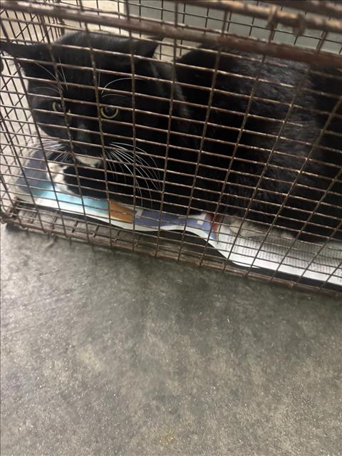 Shelter Stray Male Cat last seen , 1850 W 60th St, Los Angeles, CA 90047, USA