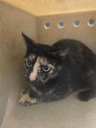 Shelter Stray Female Cat last seen Near BLOCK W 4600, 4522 W 3500 S, West Valley City, UT 84120, USA