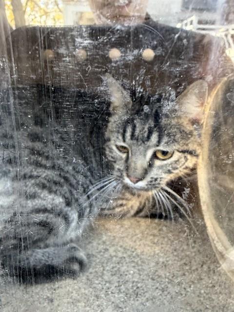 Shelter Stray Unknown Cat last seen Near BLOCK W BROOK RIDGE LN, TAYLORSVILLE UT 84123, 4522 W 3500 S, West Valley City, UT 84120, USA