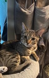Reunited Female Cat last seen Luallen and mayflower dr carrollton, Carrollton, TX 75007