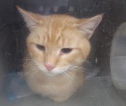 Shelter Stray Male Cat last seen , 957 N Gaffey St, San Pedro, CA 90731, USA