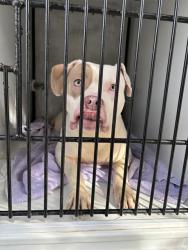 Shelter Stray Female Dog last seen CONFINED ON LINCOLN, 2600 NE Perry Ave, Peoria, IL 61603, USA
