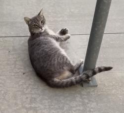 Reunited Unknown Cat last seen Near W Redlands Blvd, Loma Linda, CA 92354, USA, Loma Linda, CA 92354