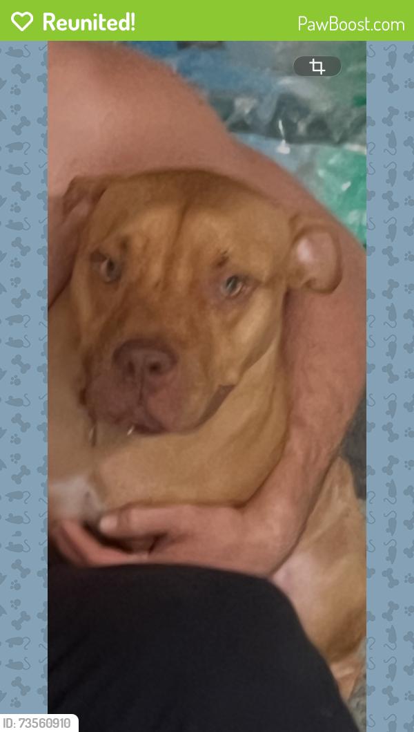 Reunited Male Dog last seen Moog rd, holiday fresh market, Holiday, FL 34690