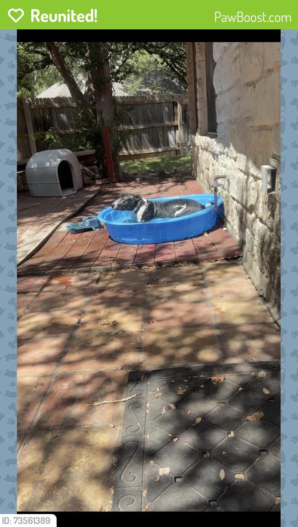 Reunited Female Dog last seen Great oaks and o’connor, Round Rock, TX 78681