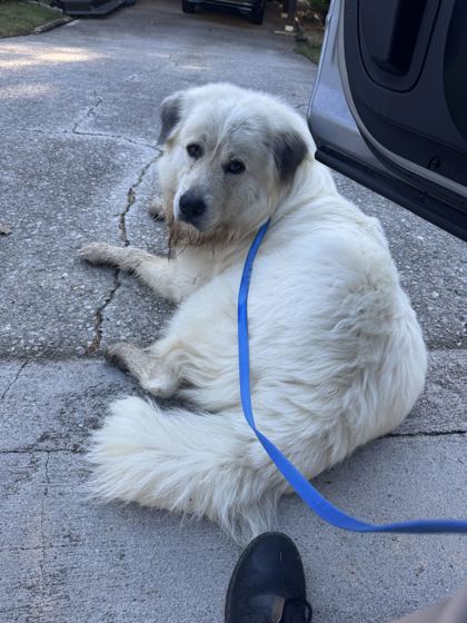 Shelter Stray Male Dog last seen Ellesmere Dr NW, City of Knoxville ASO, TN, 3201 Division St, Knoxville, TN 37919, USA