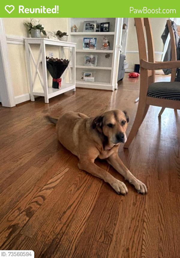 Reunited Male Dog last seen Shadow brook dr, Burlington, NC 27216
