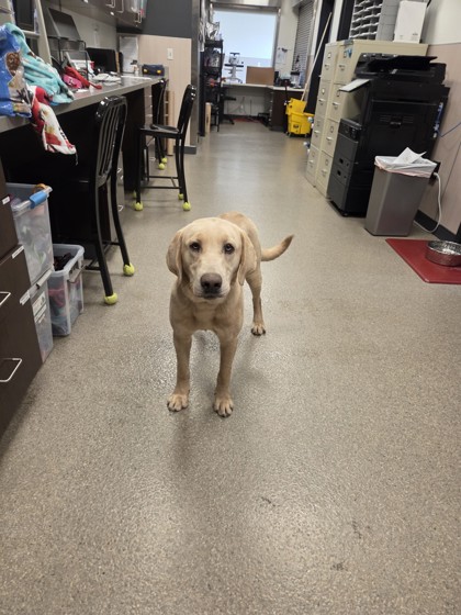 Shelter Stray Male Dog last seen hamilton heights rd, Hamilton, MT, 262 Fairgrounds Rd, Hamilton, MT 59840, USA