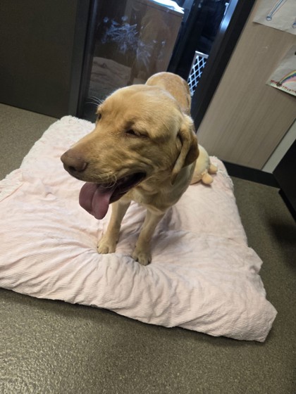 Shelter Stray Male Dog last seen hamilton heights rd, Hamilton, MT, 262 Fairgrounds Rd, Hamilton, MT 59840, USA