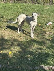 Shelter Stray Male Dog last seen Near S Main St, South District, TX, 355 Hillshire Dr, Haslet, TX 76052, USA