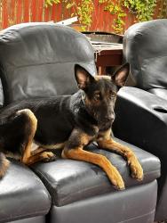 Lost Male Dog last seen It was in the early morning when he left home, Tyler, TX 75702