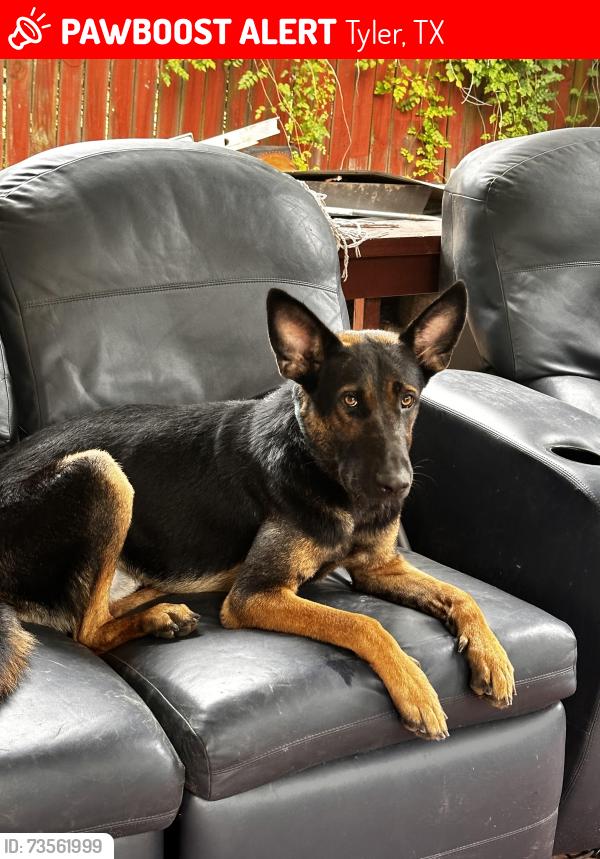 Lost Male Dog last seen It was in the early morning when he left home, Tyler, TX 75702