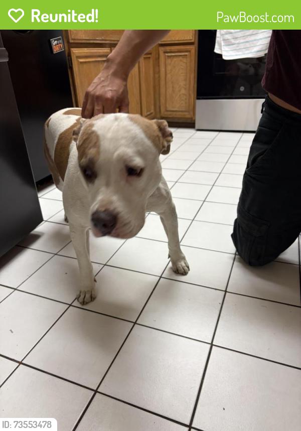 Reunited Female Dog last seen Morello avenue near village oaks, Martinez, CA 94553