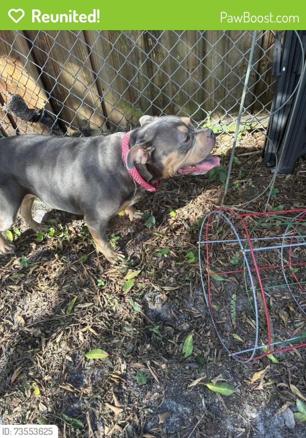 Reunited Female Dog last seen 58th Ave and 28th St. North, Lealman, FL 33714