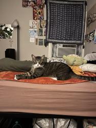 Lost Male Cat last seen Fulton st, Houston, TX 77009