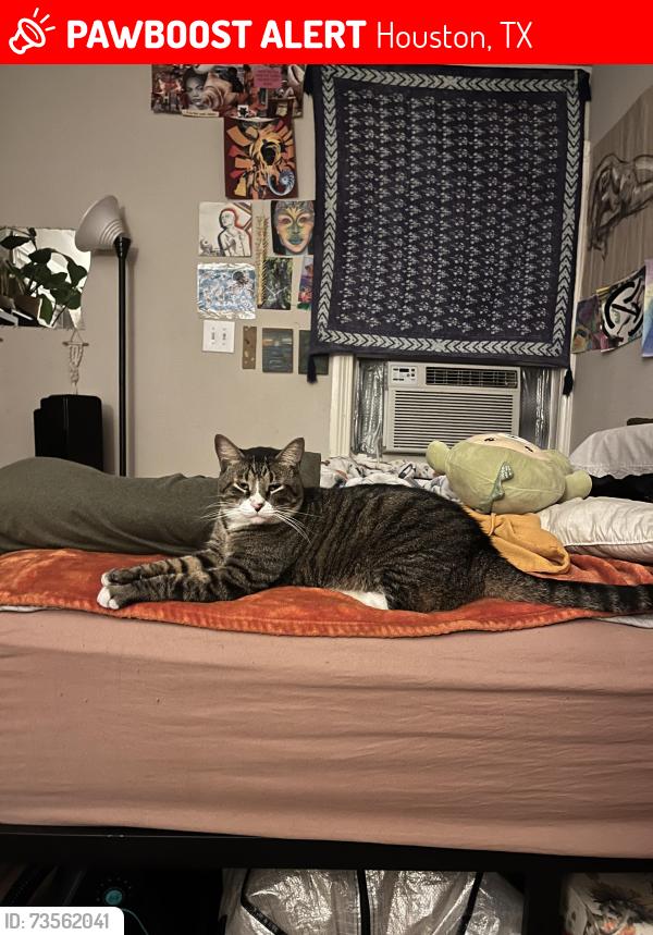 Lost Male Cat last seen Fulton st, Houston, TX 77009