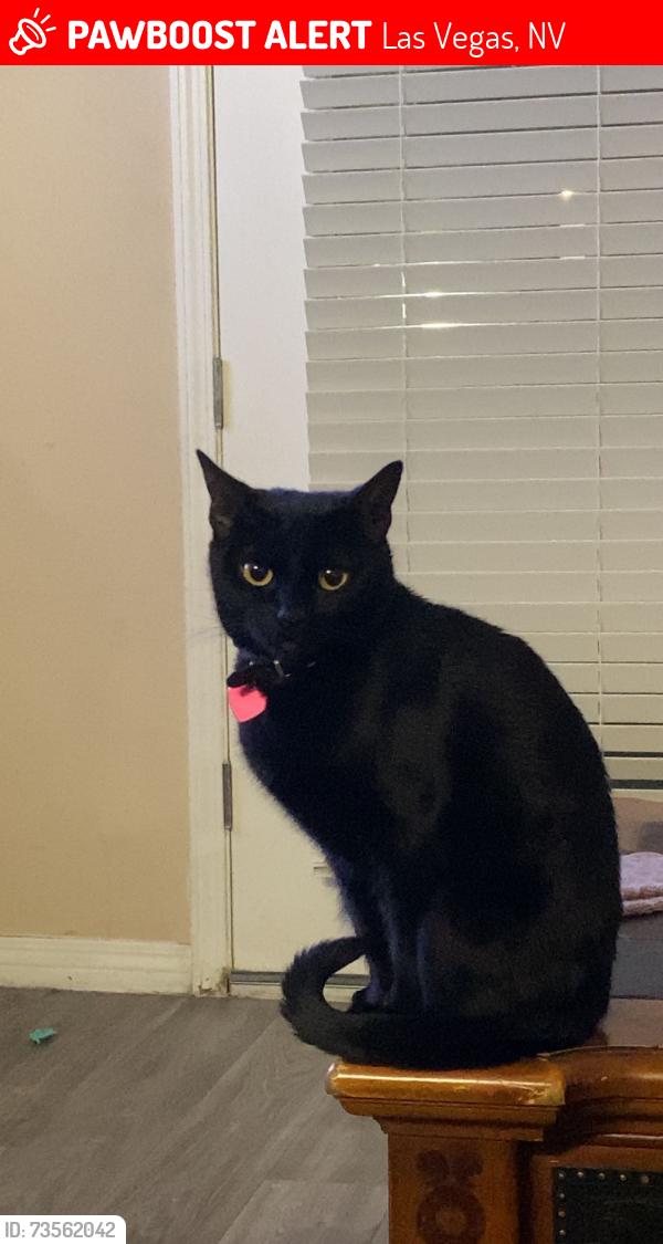 Lost Female Cat last seen Jones and Vegas, Las Vegas, NV 89108