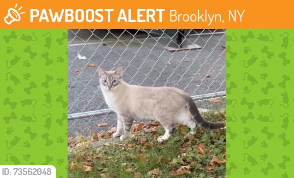 Found/Stray Unknown Cat last seen Between Central ave & Wilson ave, Brooklyn, NY 11221