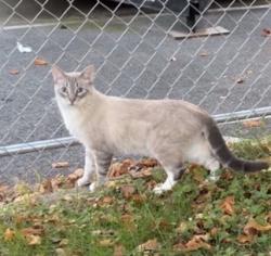 Found/Stray Unknown Cat last seen Between Central ave & Wilson ave, Brooklyn, NY 11221