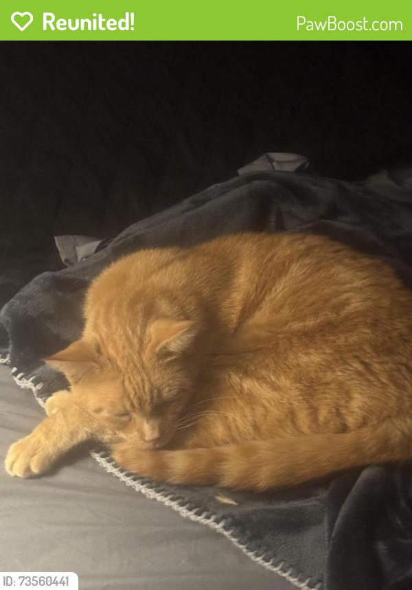 Reunited Male Cat last seen West 24th St, Lawrence, KS 66049