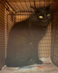 Shelter Stray Male Cat last seen Near Brahmin Drive, AUSTIN, TX, 78724, 7201 Levander Loop bldg a, Austin, TX 78702, USA
