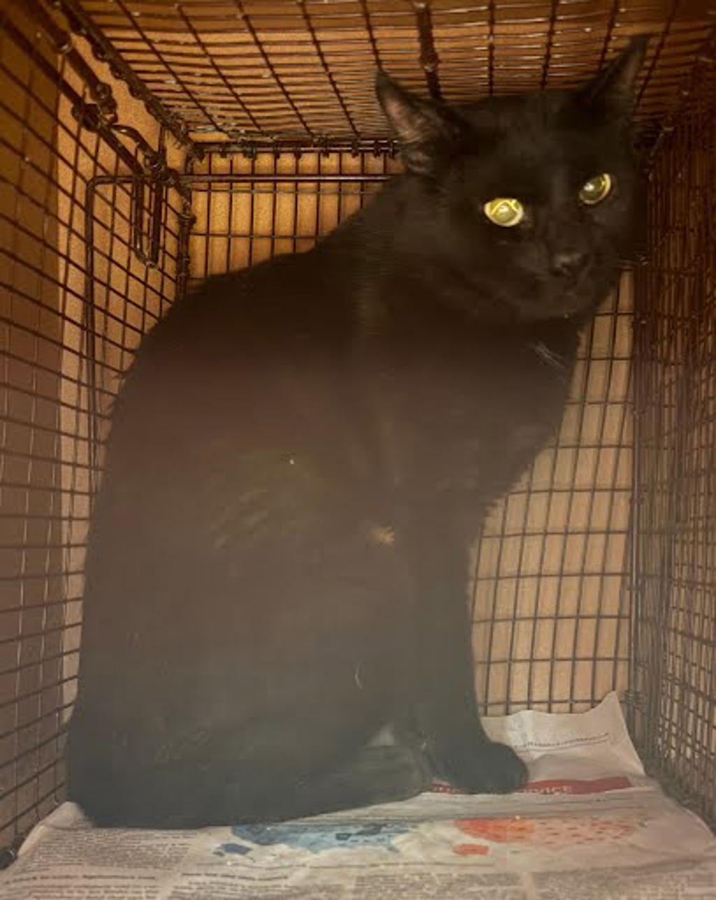 Shelter Stray Male Cat last seen Near Brahmin Drive, AUSTIN, TX, 78724, 7201 Levander Loop bldg a, Austin, TX 78702, USA