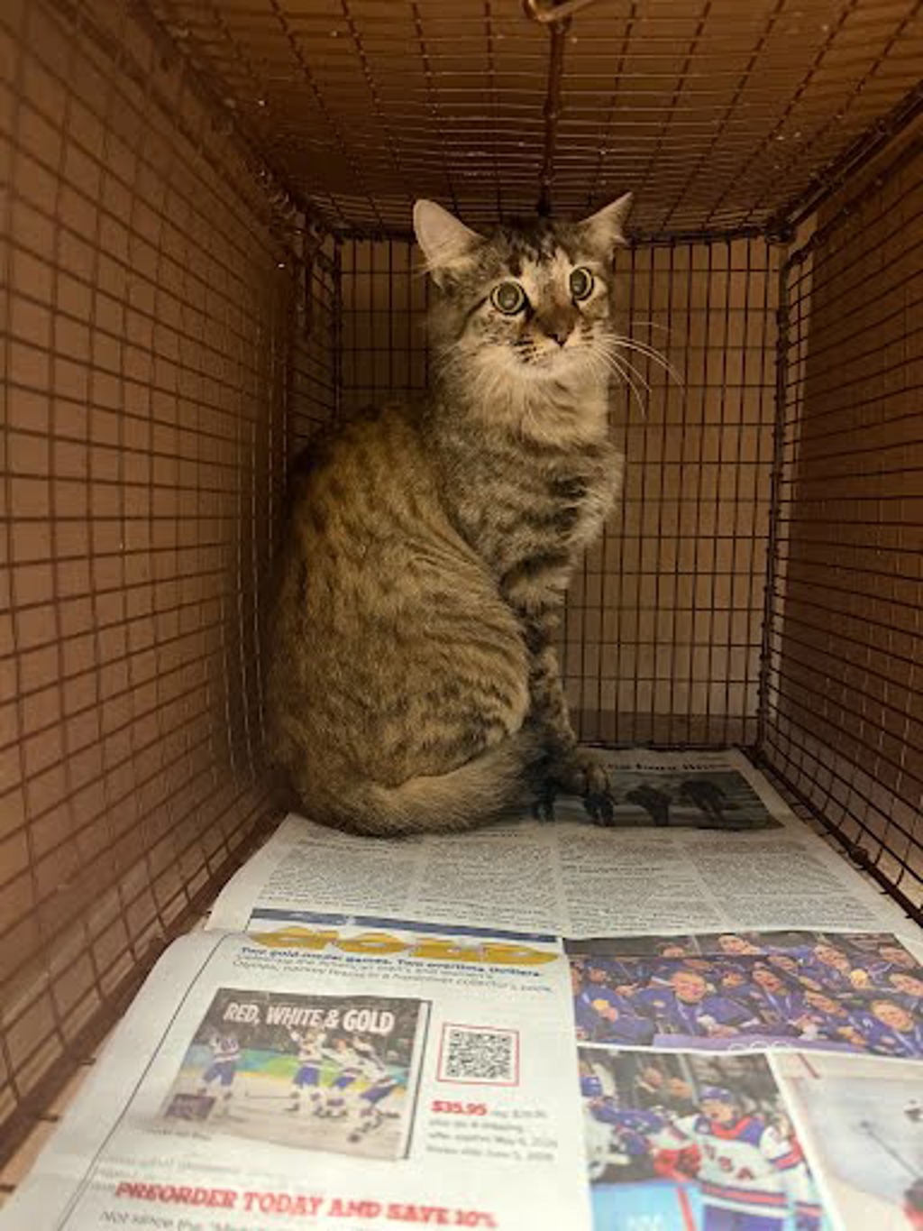 Shelter Stray Unknown Cat last seen Watermelon Way & Garden Grove Dr, AUSTIN, TX, 78725, 7201 Levander Loop bldg a, Austin, TX 78702, USA