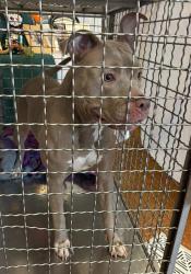 Shelter Stray Female Dog last seen At a boat ramp near Chicon St. and Nash Hernandez Senior Rd, AUSTIN, TX, 78702, 7201 Levander Loop bldg a, Austin, TX 78702, USA