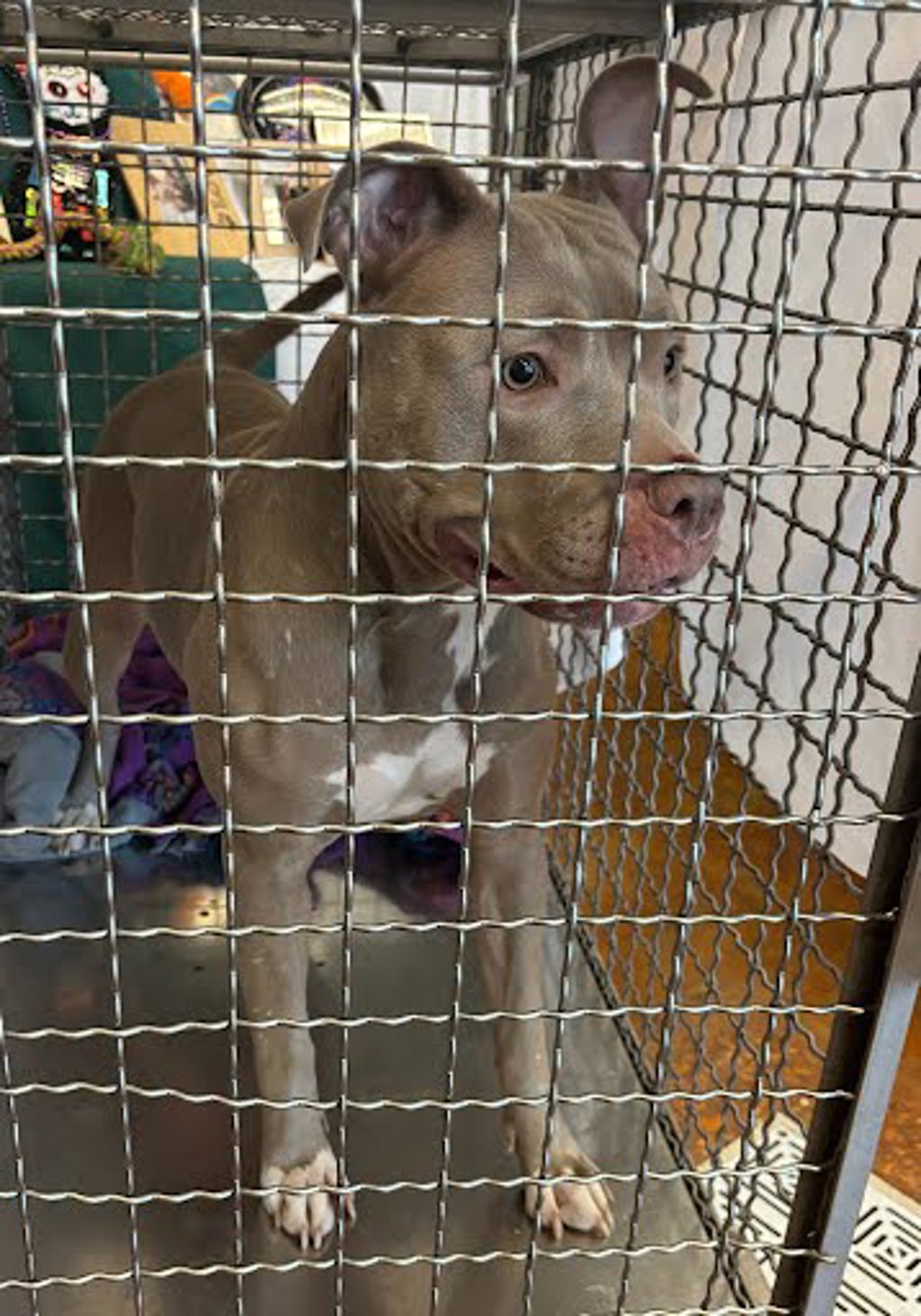 Shelter Stray Female Dog last seen At a boat ramp near Chicon St. and Nash Hernandez Senior Rd, AUSTIN, TX, 78702, 7201 Levander Loop bldg a, Austin, TX 78702, USA
