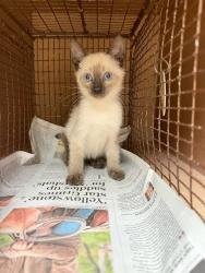 Shelter Stray Male Cat last seen Near S Meadows Drive, AUSTIN, TX, 78758, 7201 Levander Loop bldg a, Austin, TX 78702, USA