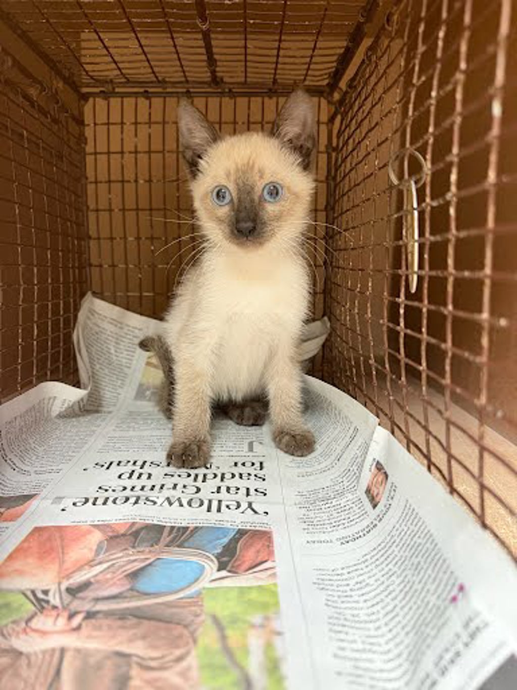 Shelter Stray Male Cat last seen Near S Meadows Drive, AUSTIN, TX, 78758, 7201 Levander Loop bldg a, Austin, TX 78702, USA