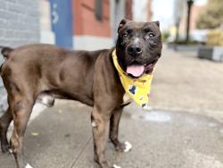 Shelter Stray Male Dog last seen 2861, BRONX, NY, 10463, 326 E 110th St, New York, NY 10029, USA
