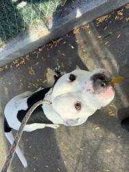 Shelter Stray Male Dog last seen Apt 304,765 E 214 Street, BRONX, NY, 10467, 326 E 110th St, New York, NY 10029, USA