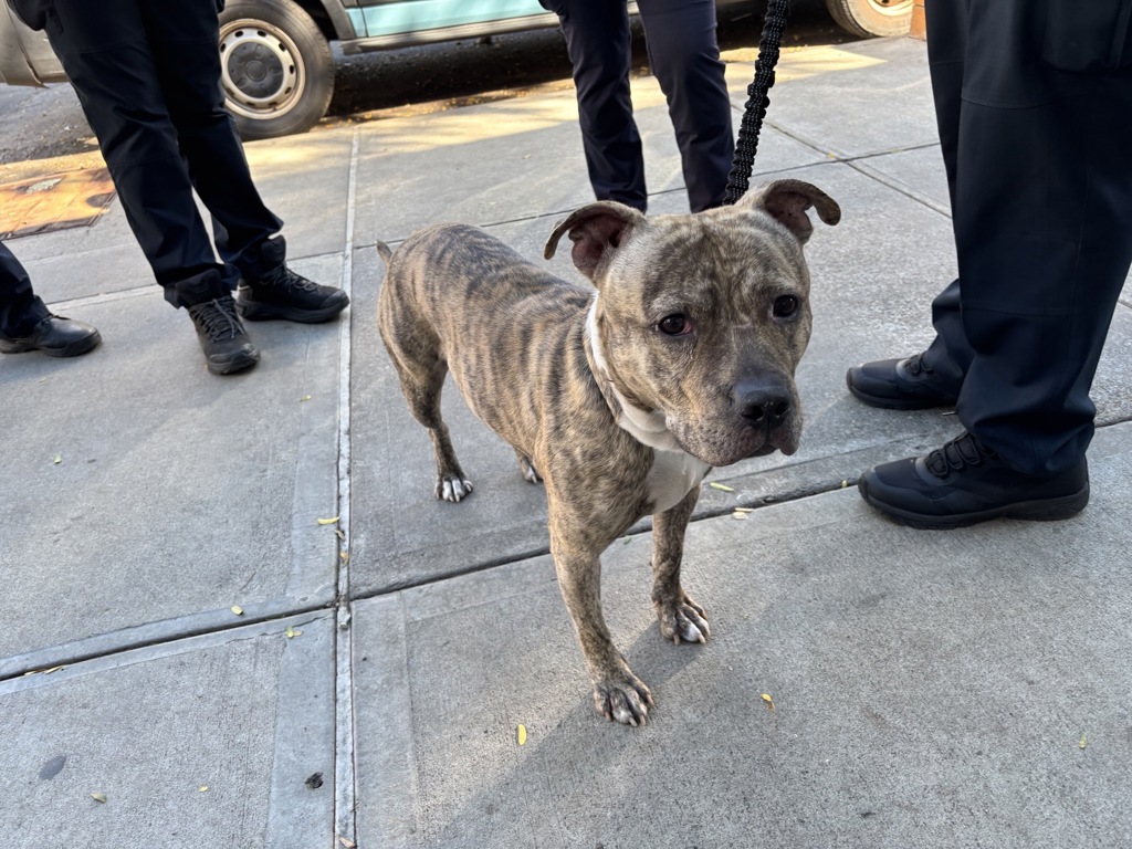Shelter Stray Male Dog last seen Near Lexington Avenue, NEW YORK, NY, 10029, 326 E 110th St, New York, NY 10029, USA