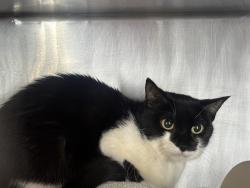 Shelter Stray Female Cat last seen Apt 13A,1135 E 229 Street, BRONX, NY, 10466, 326 E 110th St, New York, NY 10029, USA