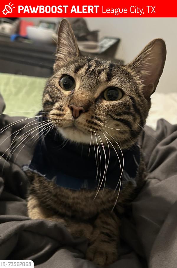 Lost Male Cat last seen Britney Lakes subdivision, League City, TX 77573