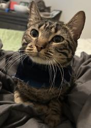 Lost Male Cat last seen Britney Lakes subdivision, League City, TX 77573