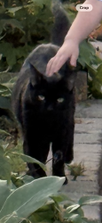 Found/Stray Unknown Cat last seen Dakin and lemon, Chicago, IL 60641
