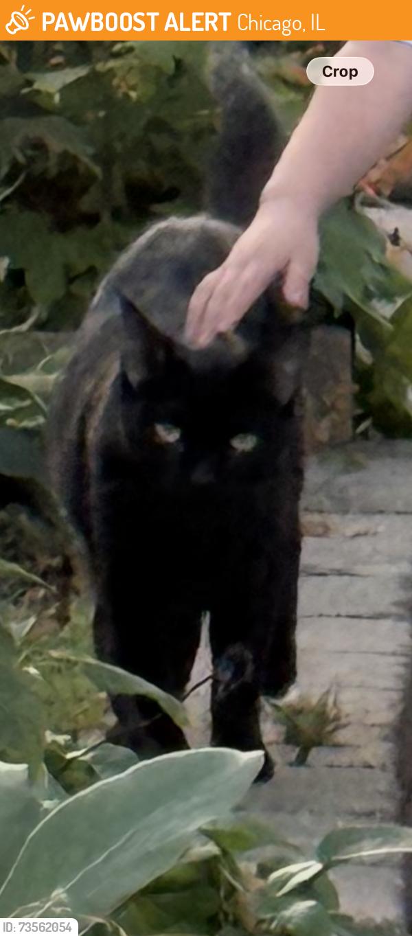 Found/Stray Unknown Cat last seen Dakin and lemon, Chicago, IL 60641