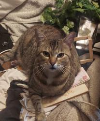 Reunited Female Cat last seen Anywhere, Garland, TX 75040