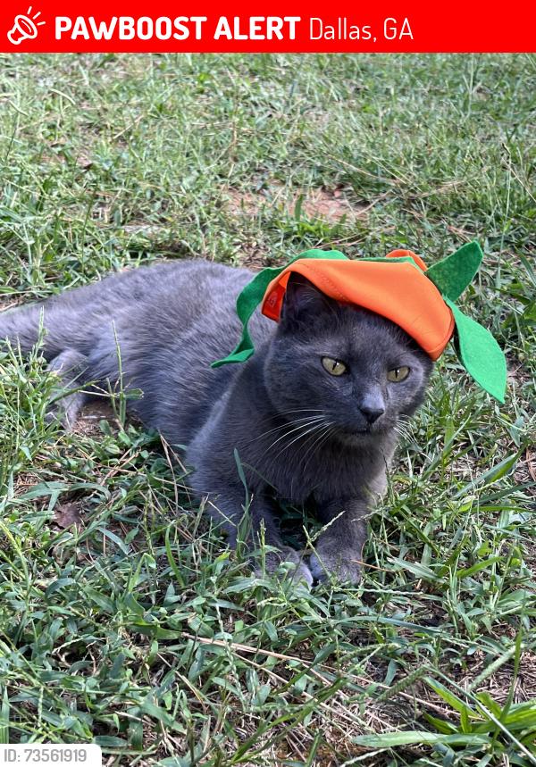 Lost Male Cat last seen Hiram Acworth Highway and Due West Rd, Dallas, GA 30157