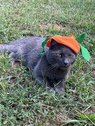 Lost Male Cat last seen Hiram Acworth Highway and Due West Rd, Dallas, GA 30157